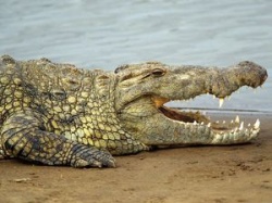 В Австралии можно поохотиться на крокодилов