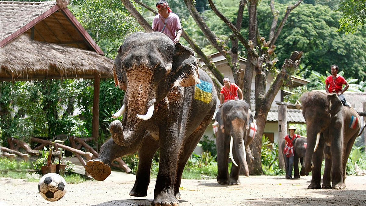 Слоны-Таиланд.jpeg