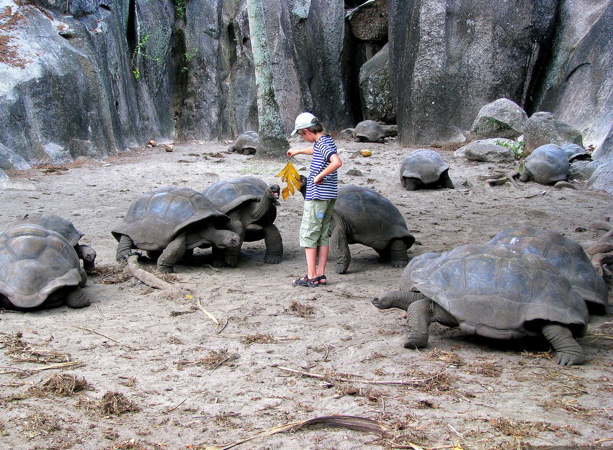 Сейшельские-острова-черепахи.jpg