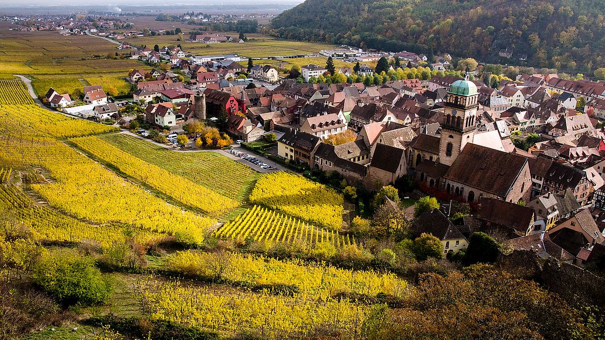 Кольмар-Франция-Виноградник.jpg