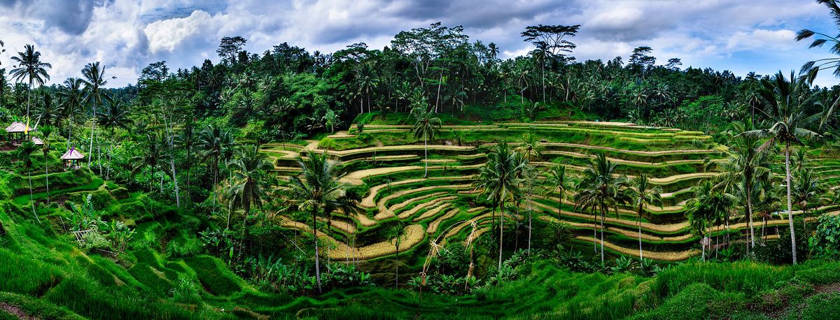 Tegalalang-Rice-Terrace-Bali.jpg