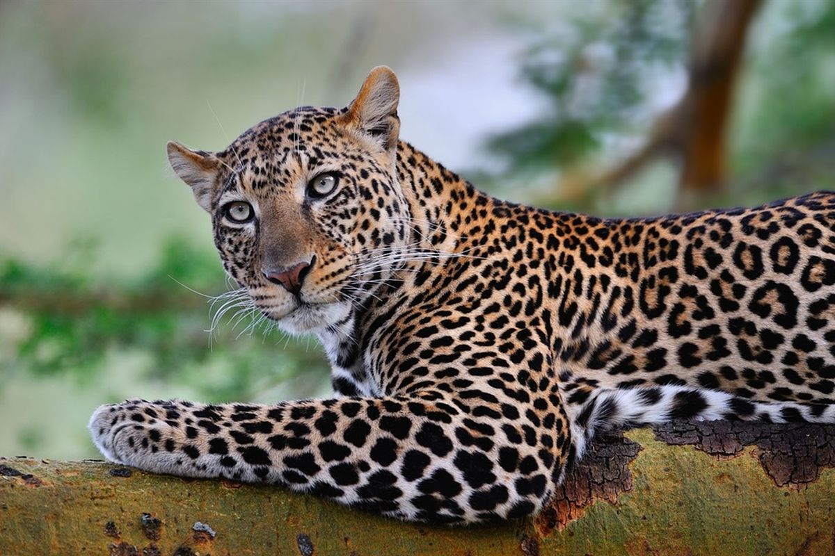 Национальный-парк-Серенгети-леопард.jpg