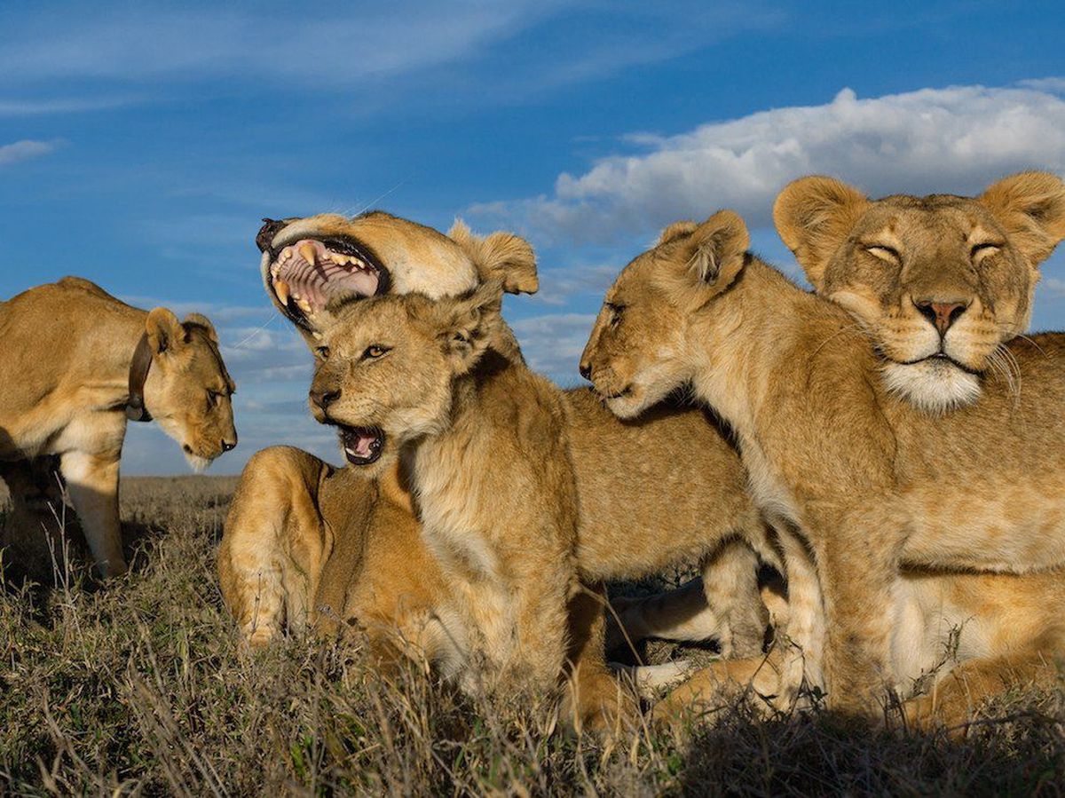 Serengeti-львы.jpg