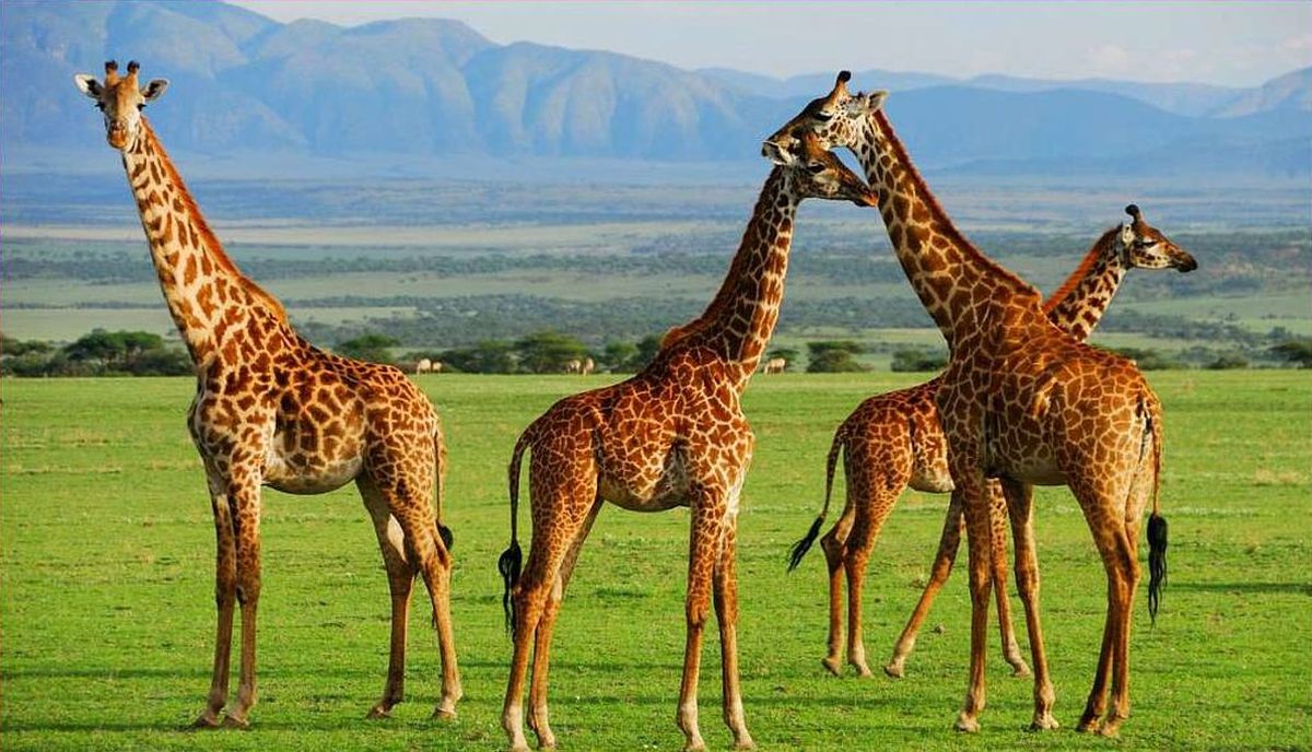 serengeti-national-park.jpg