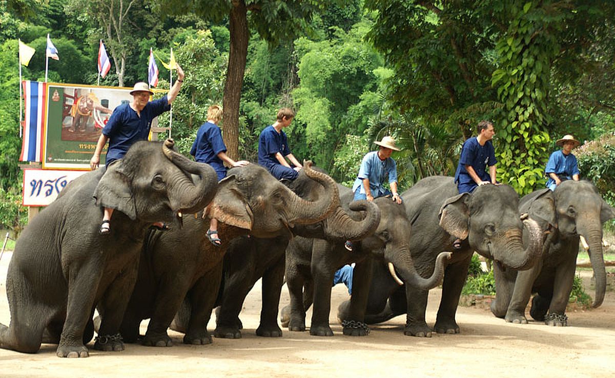 Школа-слонов-Таиланд.jpg