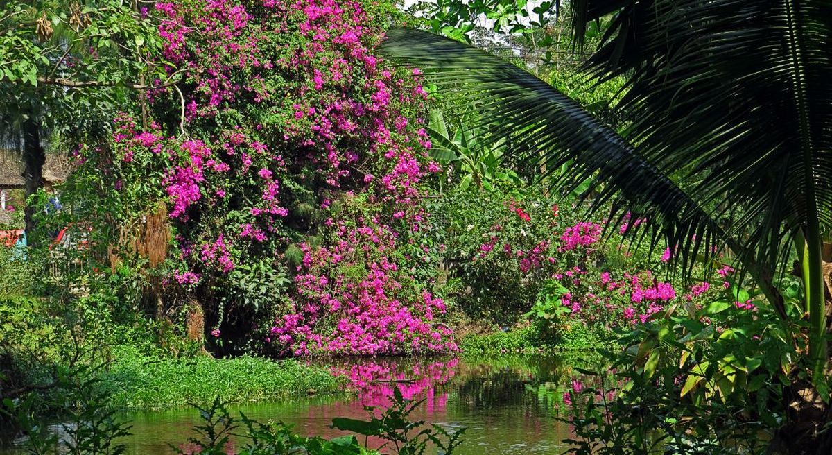 Сад-роз-Бангкок.jpg