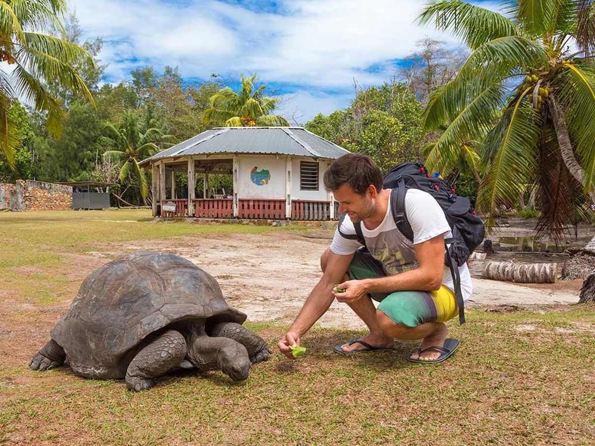 Seychelles-черепахи.jpg