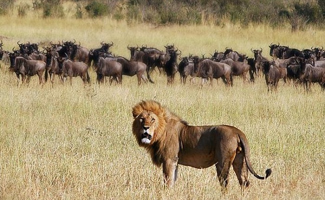 Национальный парк Серенгети, Танзания, Кения
